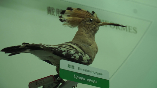 标本模型飞鸟禽类视频