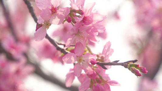 樱花花朵花园花海花园视频