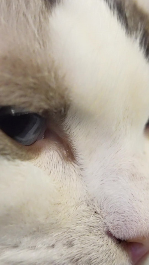 慢镜头升格拍摄素材微距宠物猫咪可爱动物动物素材88秒视频