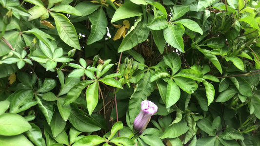 盛开的牵牛花视频