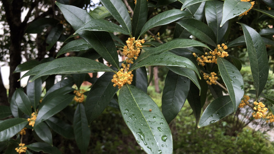 雨后的桂花树视频