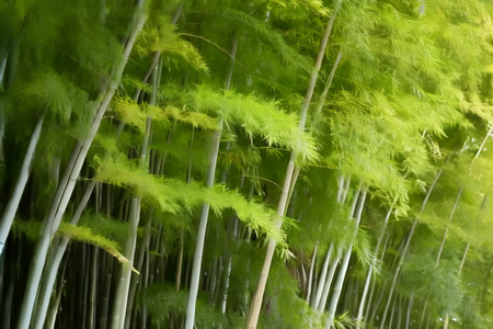 风景绿色植物竹林视频