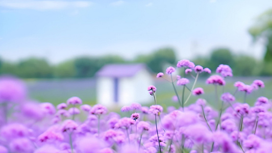 紫色花海小清新风景视频