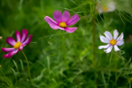 格桑花特写视频