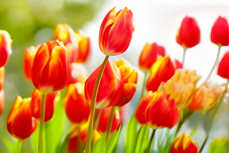 郁金香花海视频