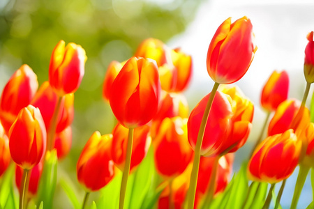 郁金香花海视频