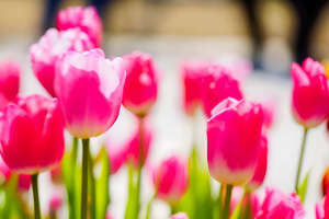 郁金香花海7秒视频