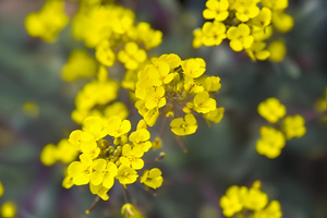 紫色油菜花田7秒视频