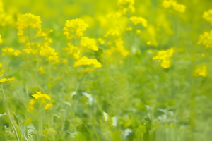 油菜花田7秒视频