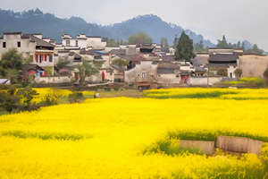 安徽西递古村落油菜花3秒视频