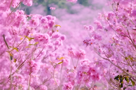 春天粉色浪漫紫色风铃花视频