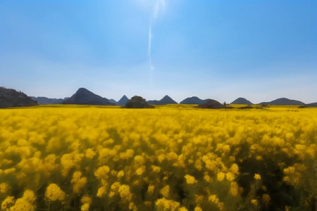 云南罗平金鸡峰油菜花海景区视频