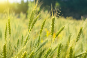 夏季芒种节气农田里的小麦3秒视频