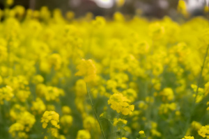 春天油菜花海7秒视频