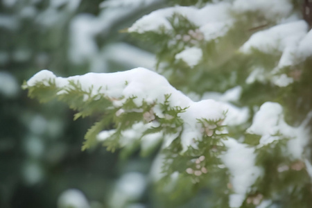 冬季雪中的树叶视频