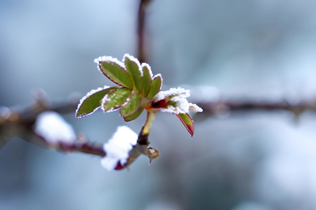 冬天冰雪中的植物视频