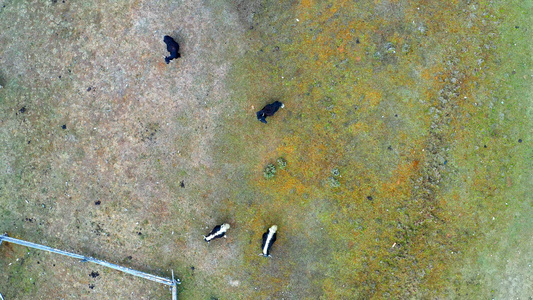 藏羚羊在草地上吃草视频