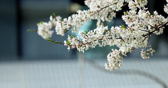 春天现代建筑旁的樱花视频