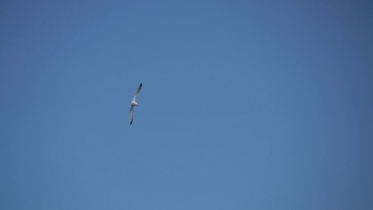 翱翔的海鸥抓拍4K视频视频