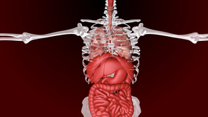 肺动画视频AE模板9秒视频