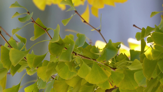鲜嫩绿色银杏树叶子风景空镜秋季视频