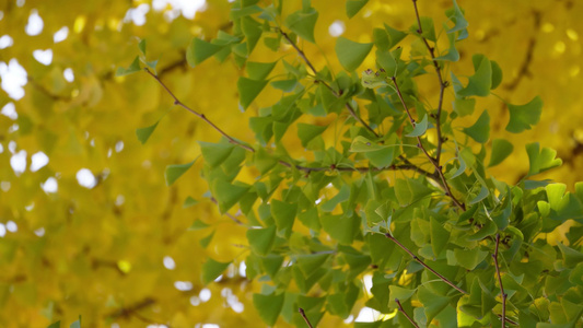 鲜嫩绿色银杏树叶子风景空镜秋季视频