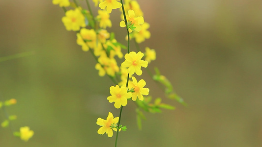 春天盛开的小黄花迎春花视频