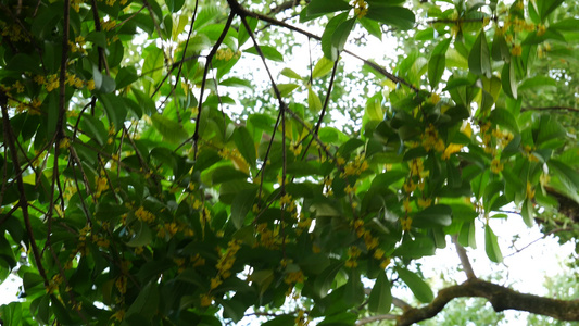 八月桂花盛开枝头上的桂花4k视频视频