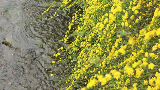 春天盛开的小黄花迎春花视频