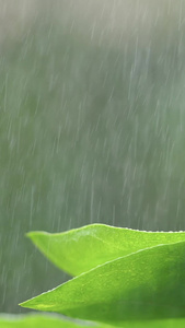 小暑雨露茉莉 花背景视频