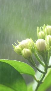 小暑雨露茉莉 花背景视频