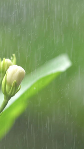 小暑雨露茉莉 花背景视频