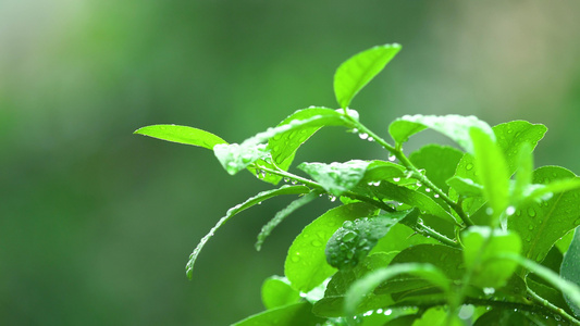 雨打在叶子虚实变化视频