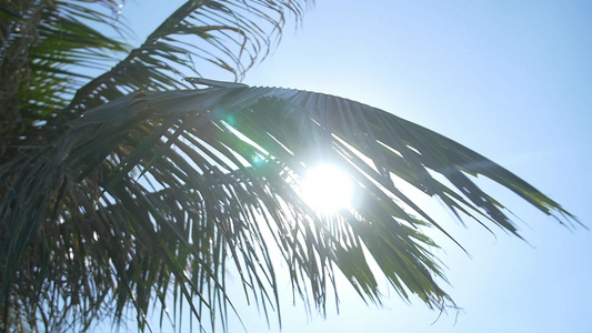 穿过椰子树叶的镜头的光斑视频