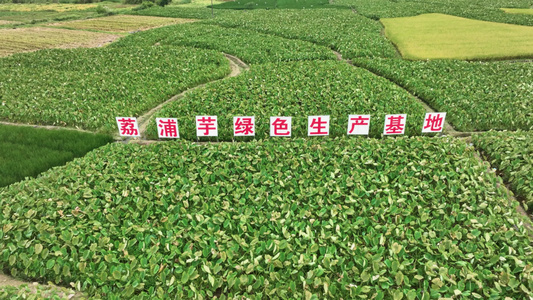 4K航拍桂林荔浦芋视频