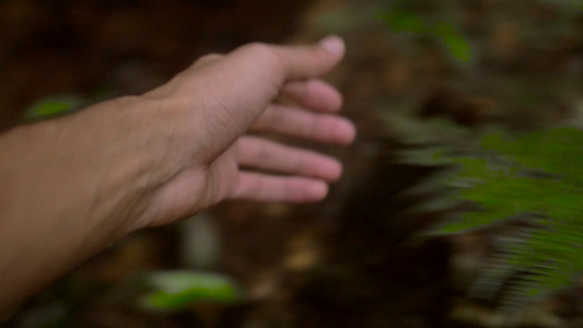 抚摸大自然野草树叶实景拍摄视频