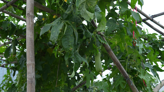 豆角种植实拍视频