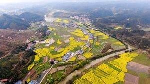 4K航拍乡村油菜花10秒视频