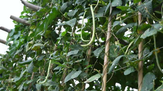 豆角种植实拍视频