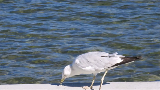 海鸟在觅食视频