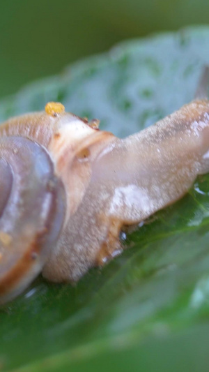 微距雨中的蜗牛爬行爬行动物44秒视频