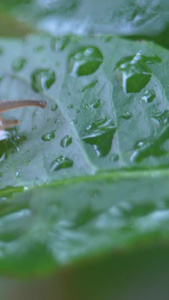 微距雨中的蜗牛爬行爬行动物视频
