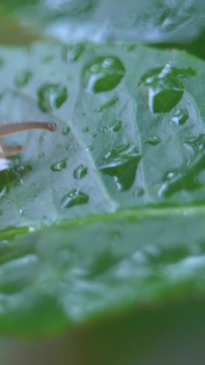 微距雨中的蜗牛爬行爬行动物44秒视频