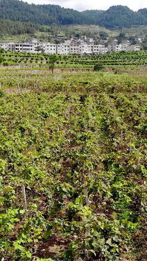 航拍葡萄扶贫产业园葡萄产业12秒视频