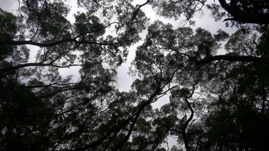 蓝天下的树枝[碧空如洗]视频