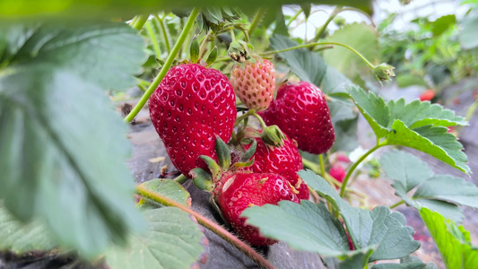 草莓采摘特写草莓草莓基地草莓种植农业种植视频