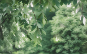 雨季中的树叶9秒视频