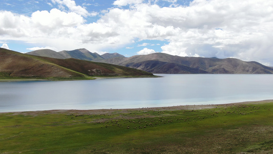 西藏高原湖泊放牧羊群航拍视频视频