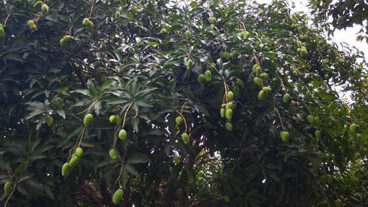 水果芒果树硕果累累视频