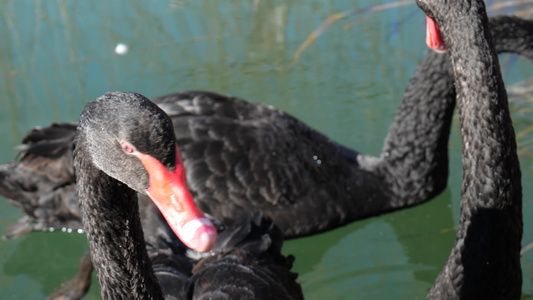 黑天鹅繁衍栖息国家二级保护动物视频